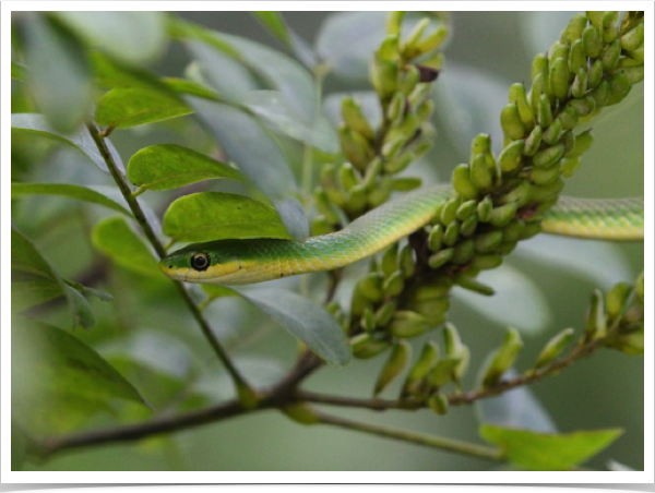 Rough Green Snake